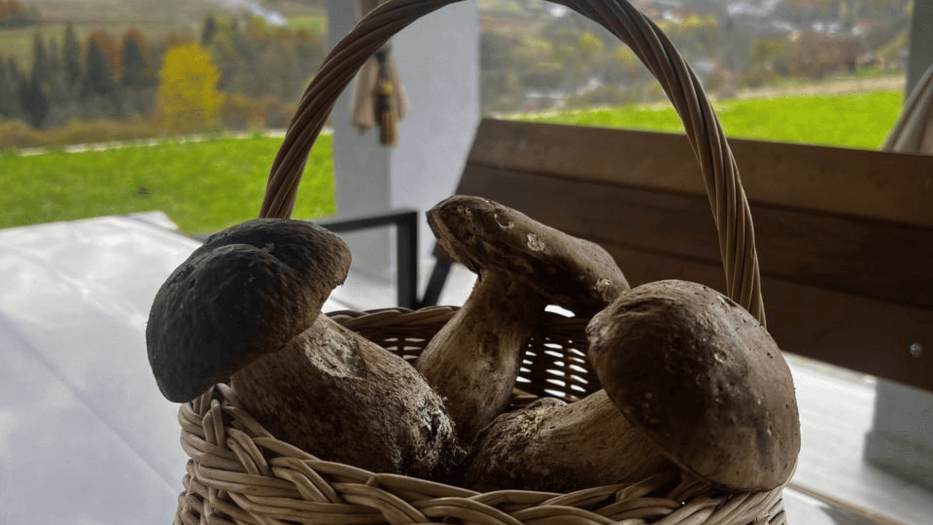 Процес збору диких ягід чорниці в горах