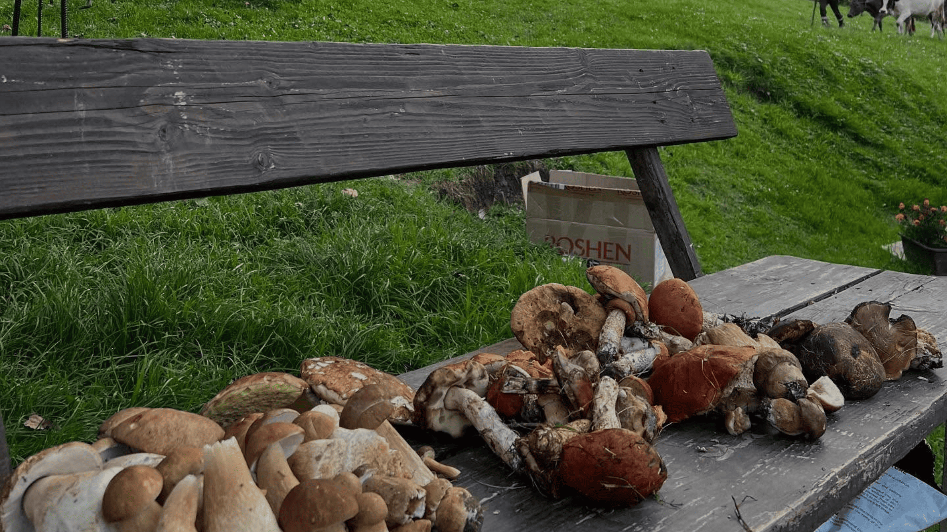 Білі гриби, що ростуть у моху в лісі