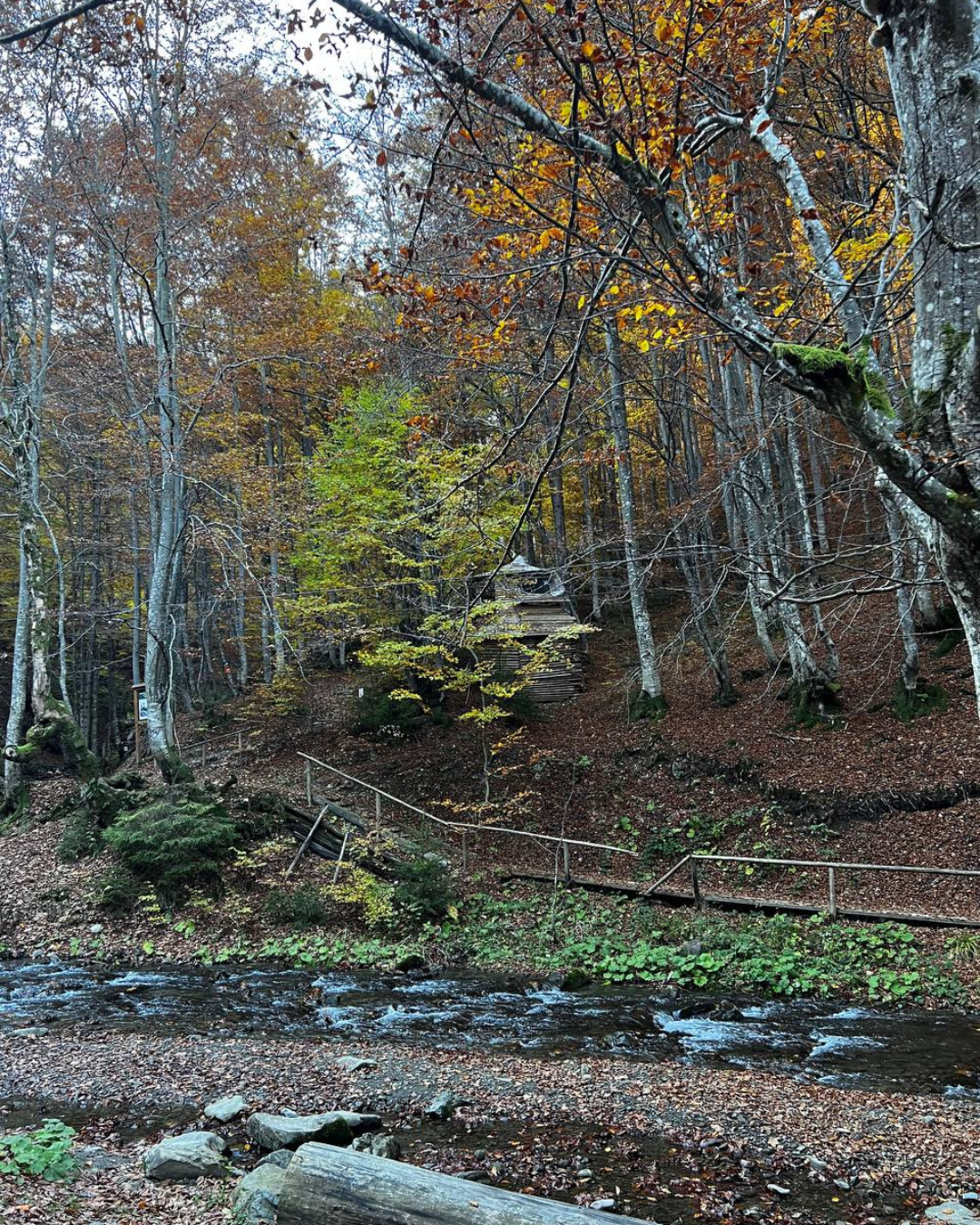 Жовте листя на деревах навколо котеджу Sota Ski Dream