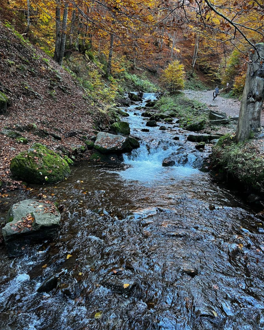 Зона відпочинку біля котеджу в оточенні осінньої природи