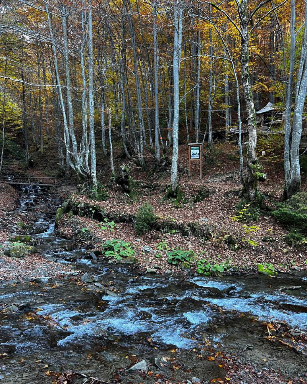 Гори в тумані на світанку, осінній пейзаж