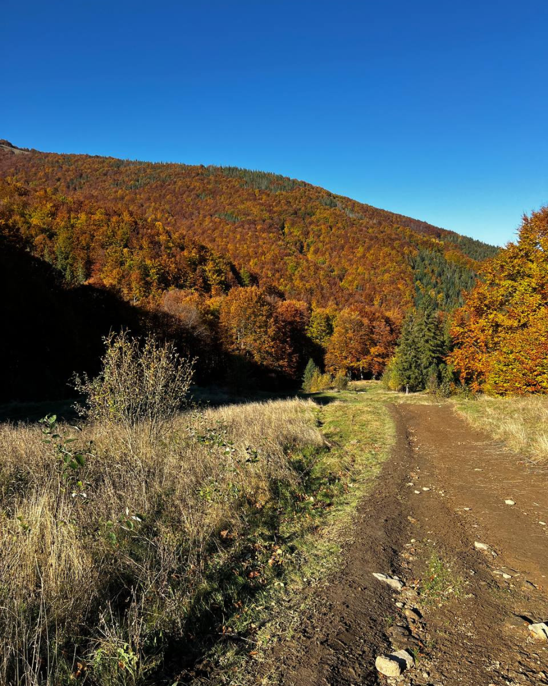 Стежка в осінньому лісі, всипана жовтим листям