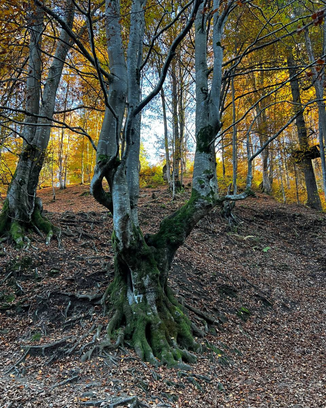 Котедж Sota Ski Dream серед осінніх кольорів