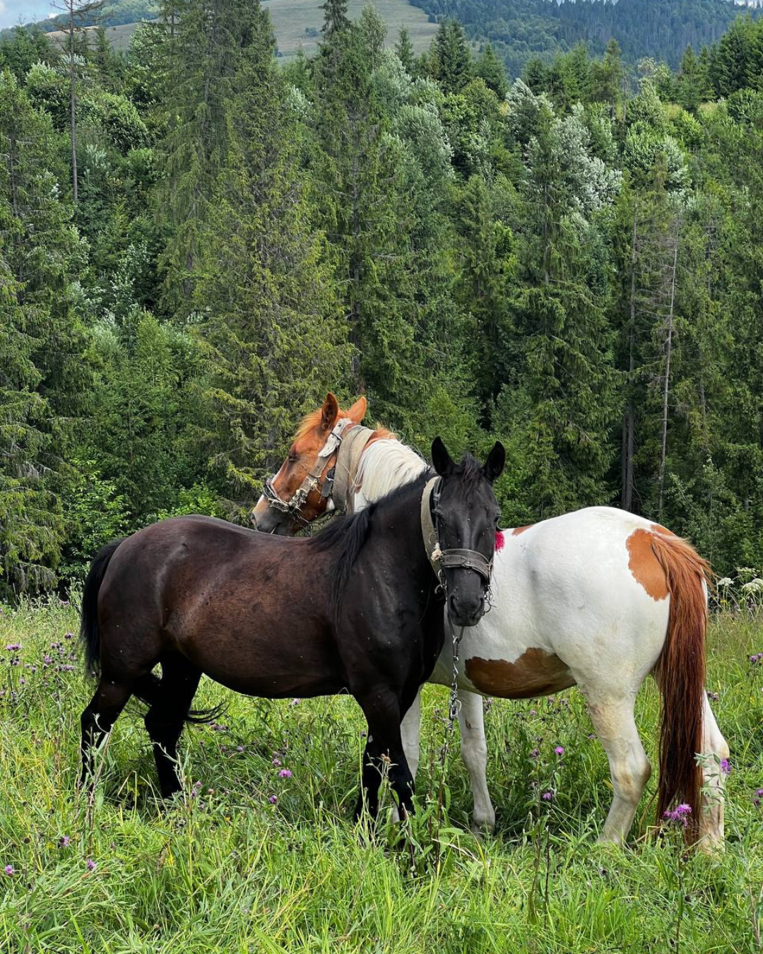 Котедж Sota Ski Dream серед яскраво-зелених карпатських лісів влітку.